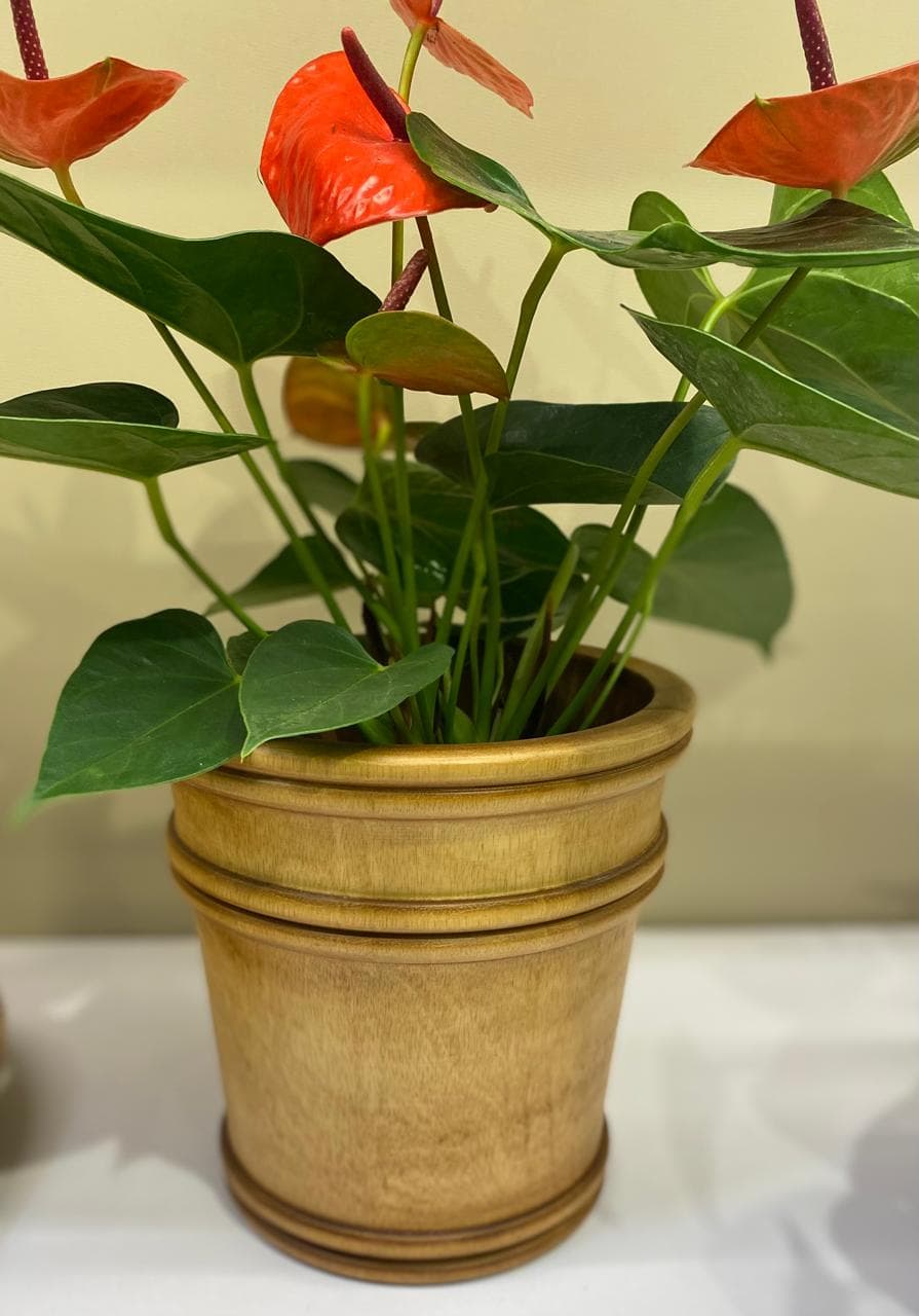 Cachepot Decorativo em Madeira Natural